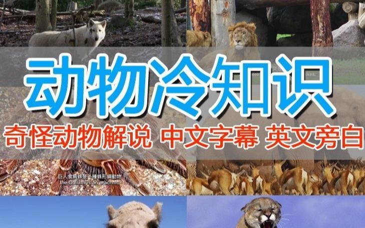 外面卖1699的国外纪录片解说（动物解说、美食、动画片）稳过中视频-买得值资源库